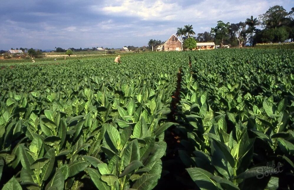 Табак Вирджиния Бразилия. Куба плантации табака. Куба плантации табака фото. Табак плантации в России.