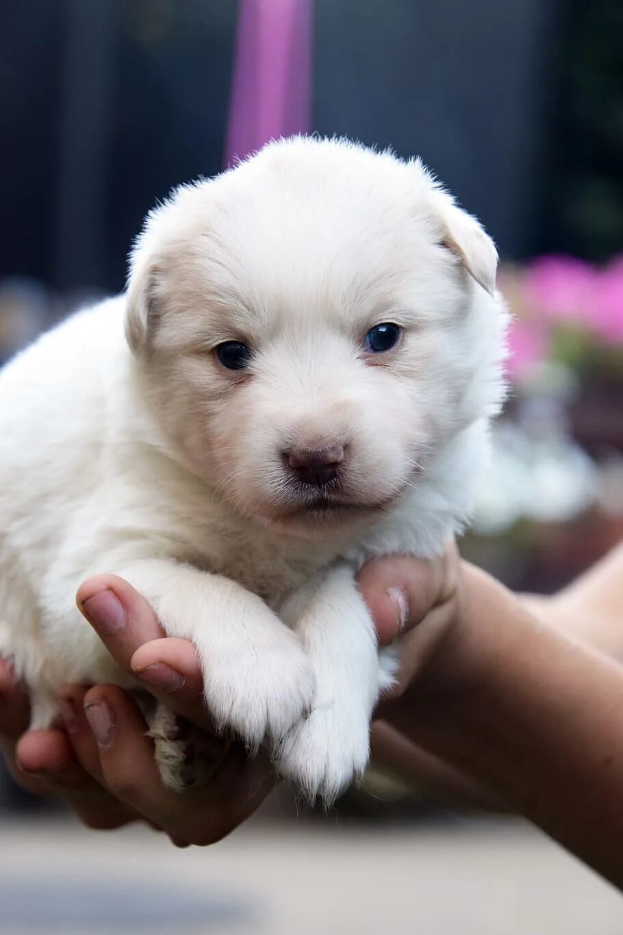 Baby pet. Про маленького щенка. Щенки с маленькими ушками. Собака с маленькими ушами. Щенок с маленькими ушами.