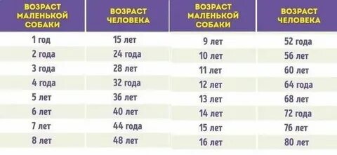 Сколько собакам лет по меркам