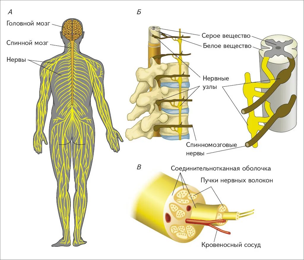 Строение нерва. Нерв анатомия. Нервы строение. Нервы анатомия. Внутреннее строение нерва