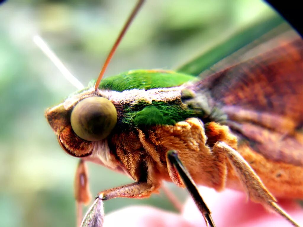 Free Images : nature, wing, insect, mane, moth, butterfly, fauna, invertebrate, 