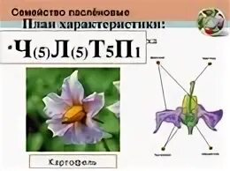 Ч0л5т5п1 формула какого цветка. Семейство Пасленовые формула цветка. Формула цветка пасленовых растений. Схема цветка семейства пасленовых. Формула цветка растений семейства пасленовых.