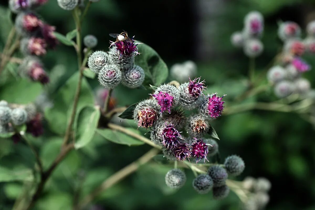 Лопух ниин. Arctium tomentosum. Лопух паутинистый (Arctium tomentosum). Лопух паутинистый -Ārctium tomentōsum. Репейник паутинистый.