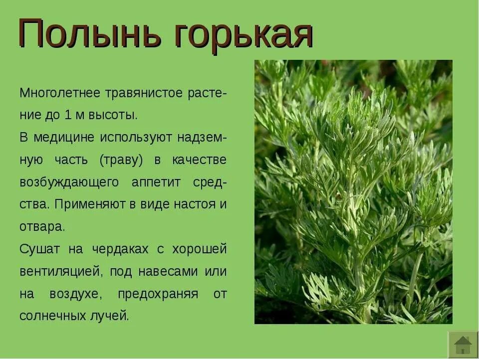 Лекарственные растения. Редкие лекарственные растения. Описание этой травы. Лекарственные растения описание. Представители травянистых растений.