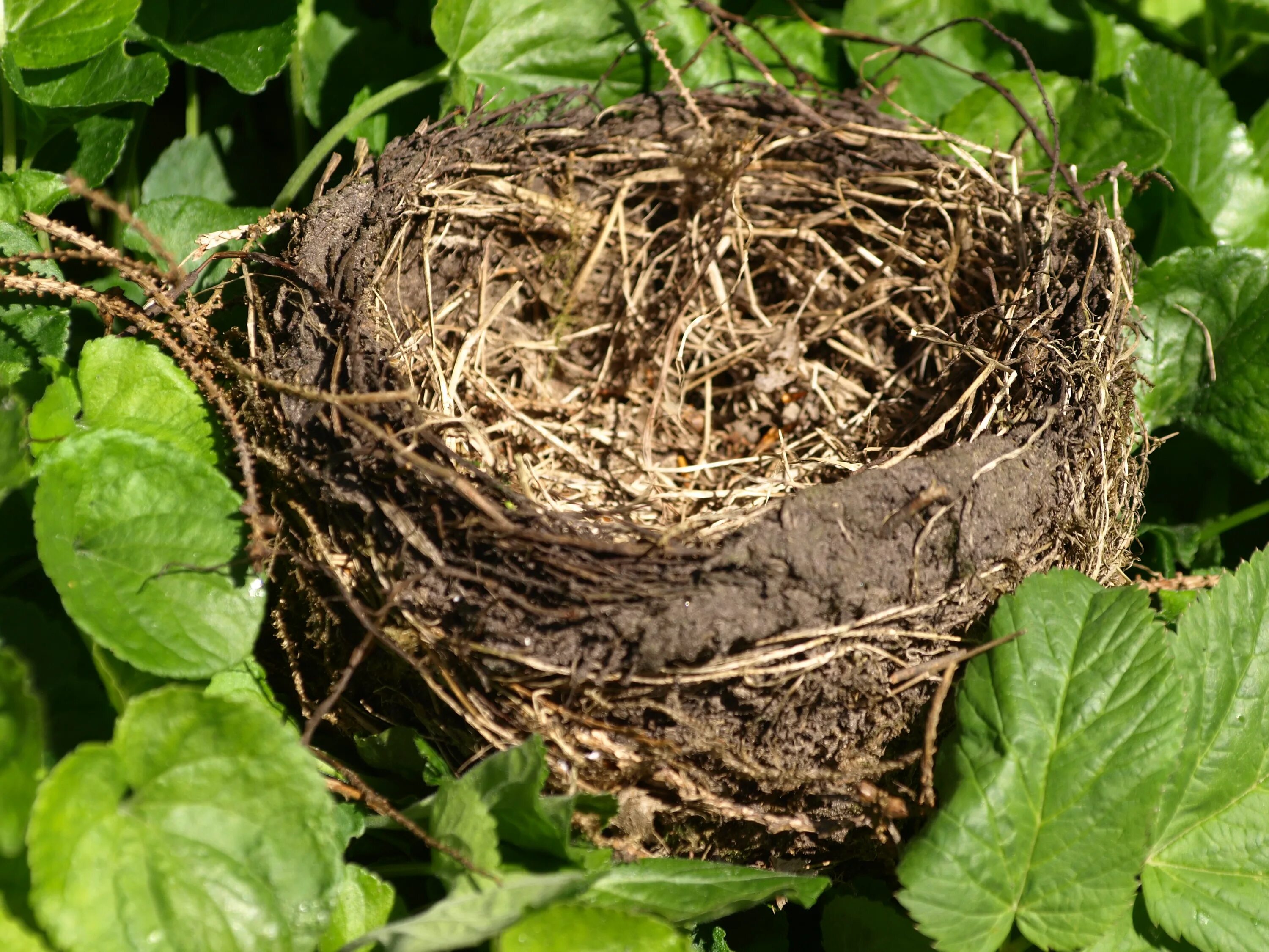 Plant nest. Гнездо касиков. Птичье гнездо. Гнездо для птиц.. Пустое гнездо.
