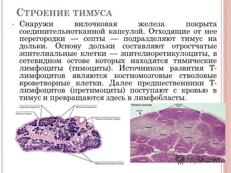 тимус селезенка