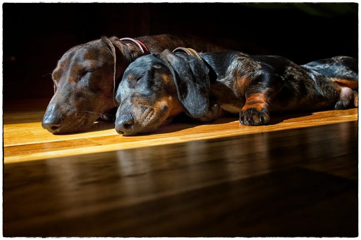 Таксик серые. Чапитосики собаки. Мини такса. Морда таксы. Норковая такса.
