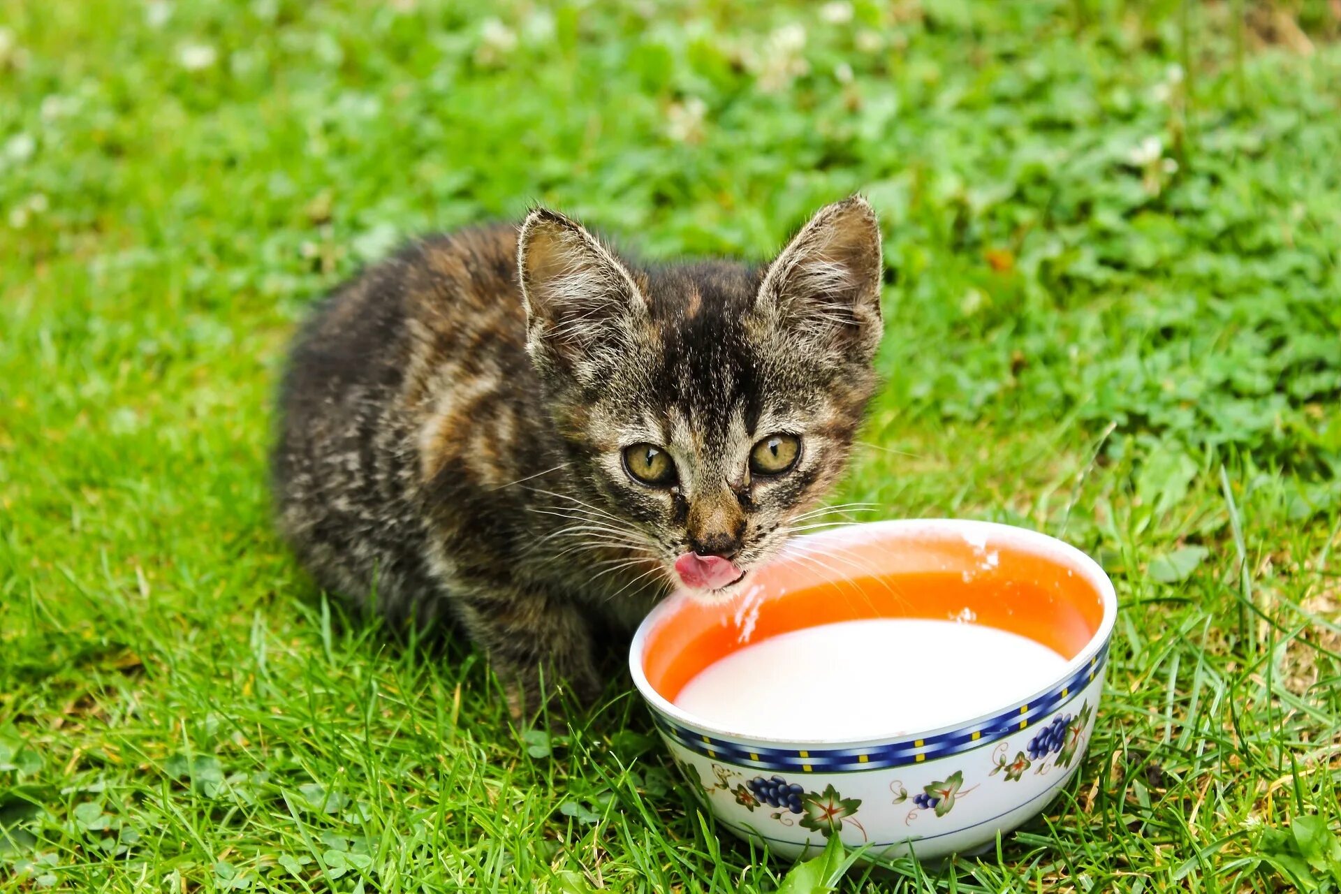 Should cat. Кот лакает молоко. Кот пьет молоко. Котенок кушает. Котенок пьет молоко.