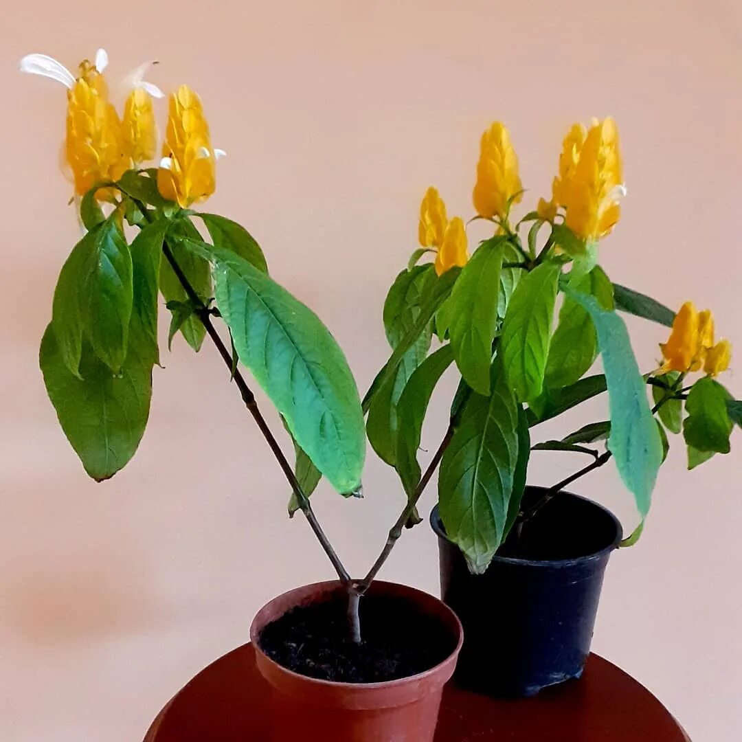 Пахистахис жёлтый. Кроссандра Пахистахис. Цветок Пахистахис желтый.