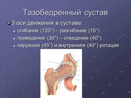 Наибольший размах движения возможен в суставе