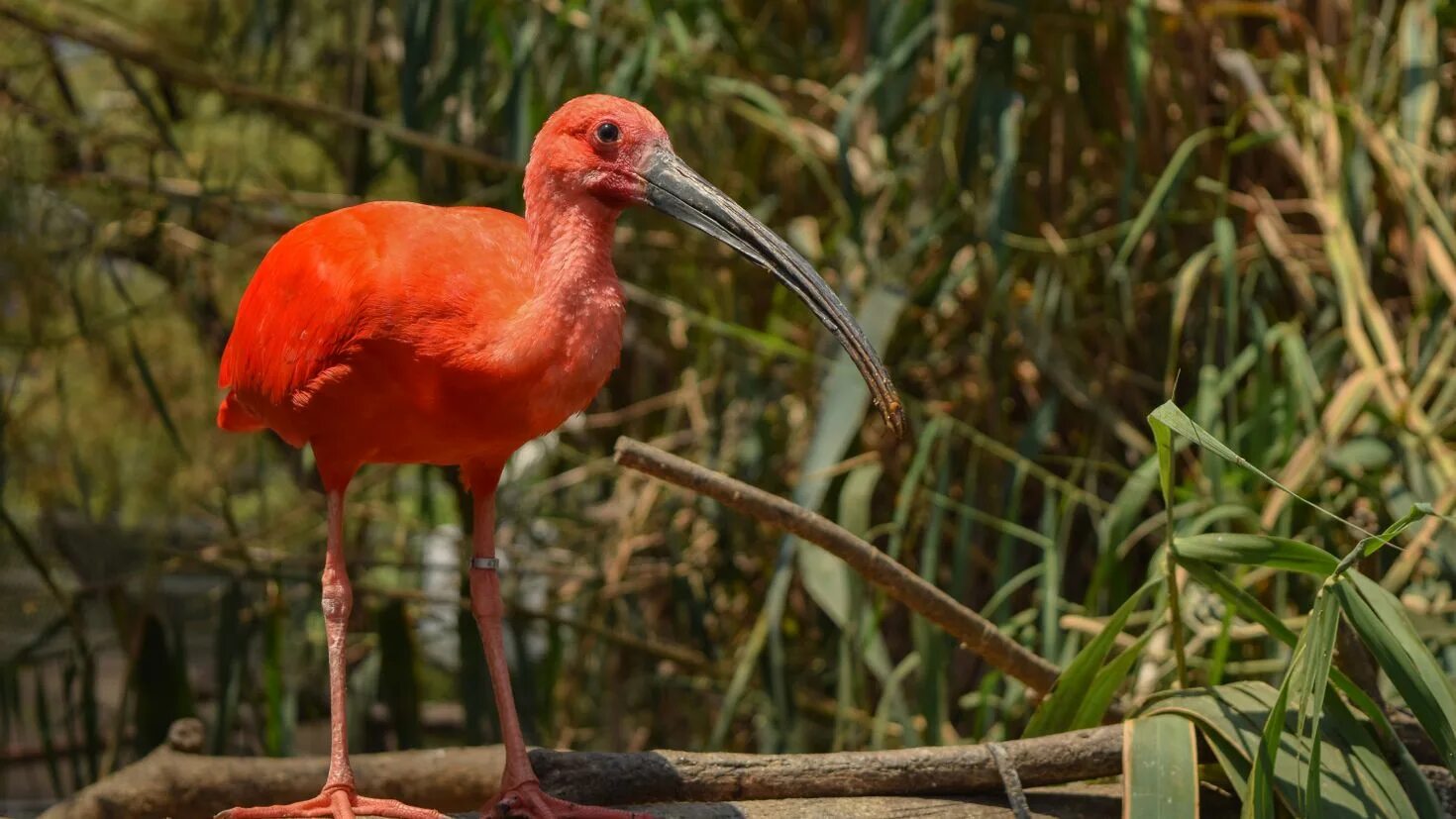 Ибис х на пк. Айбис пейнт. Красный ибис живёт в пруду. Ибис птица. Красный ибис птица.