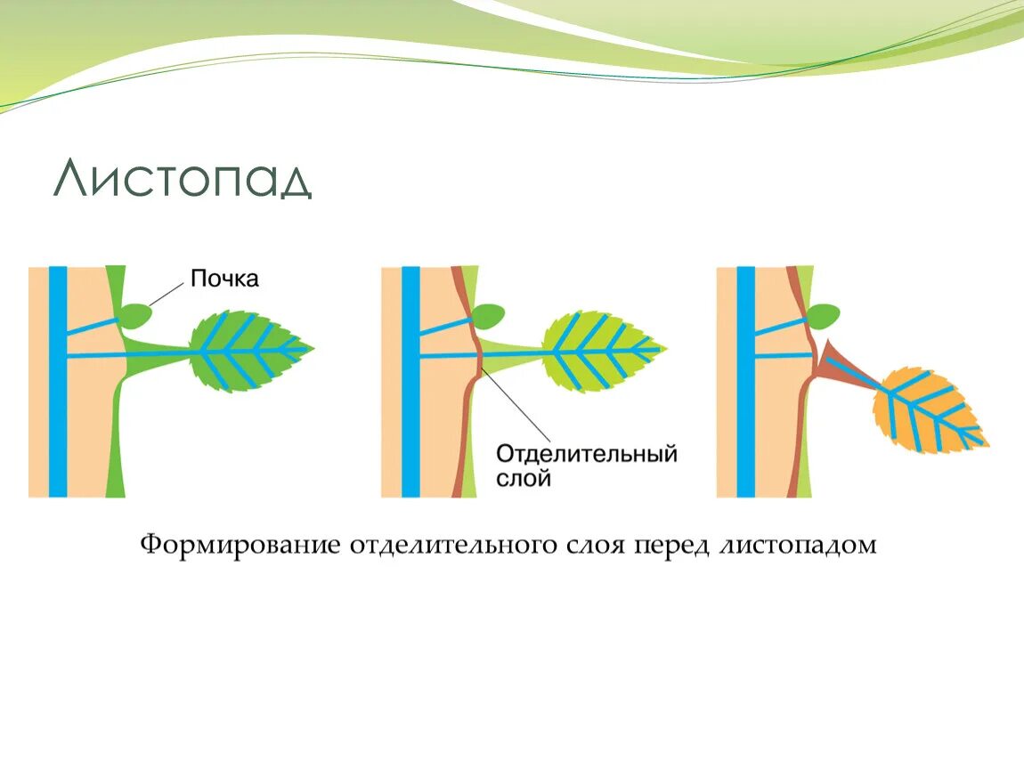 Выделение растений листопад урок. Схема формирования отделительного слоя перед листопадом. Отделительный слой у растений. Листопад у растений. Формирование отделительного слоя у листьев.