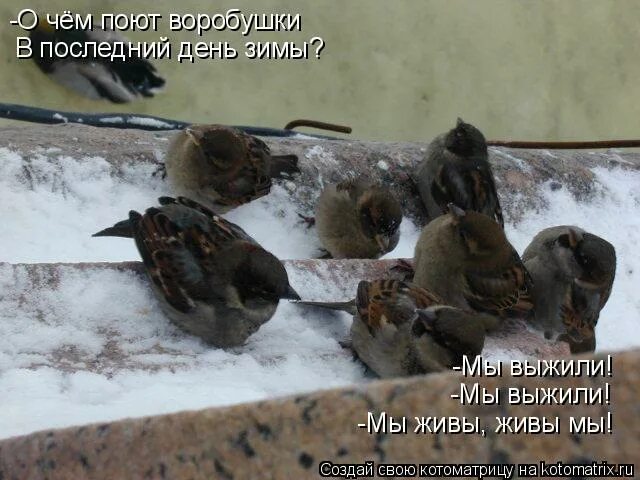 стихотворение о чем поют воробушки в последний. берестов «о чём поют воробышки?». воробушки в последний день зимы. о чём поют воробушки в последний день зимы. воробушки в последний день зимы.