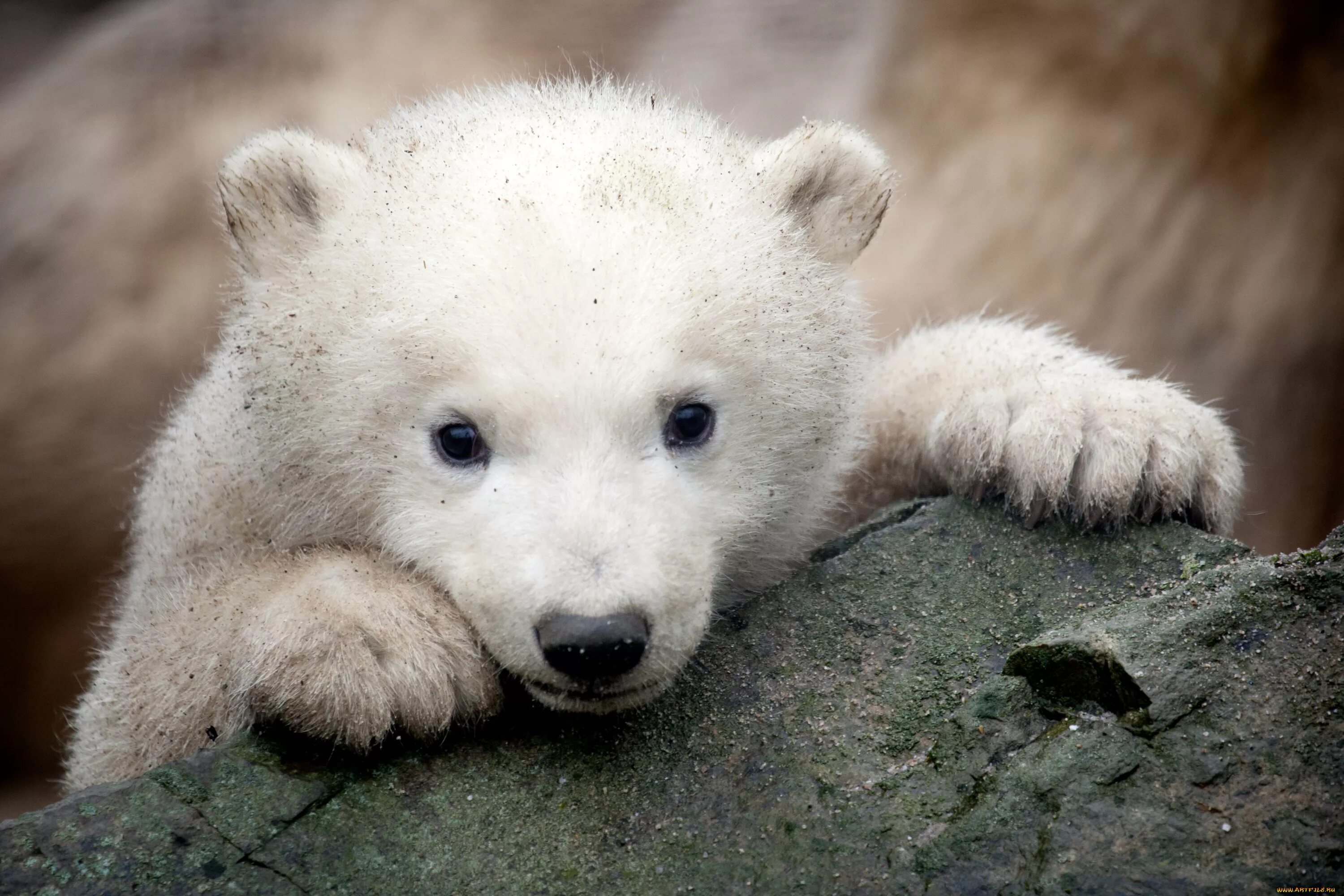 Белый Медвежонок. Грустный Медвежонок. Милые медвежата. Милый Медвежонок. Картинка маленького мишки