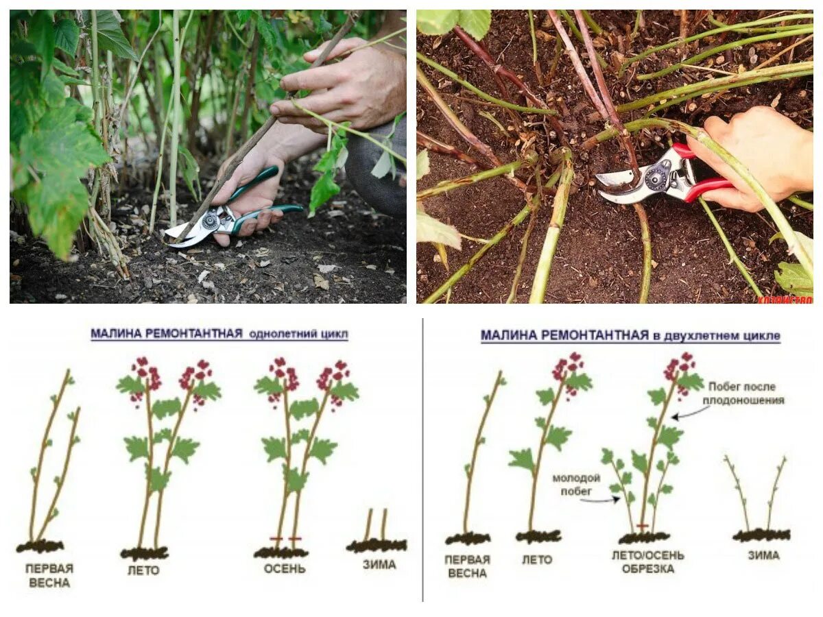 Обрезка ремонтантной малины весной как правильно. Какобрезатьре монтантнуюмалинулсенью. Обрезка ремонтантной малины осенью схема. Обрезка ремонтантной малины весной. Правильная обрезка весной ремонтантной малины.