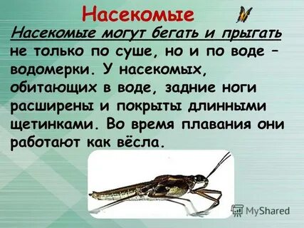 Насекомые бегают