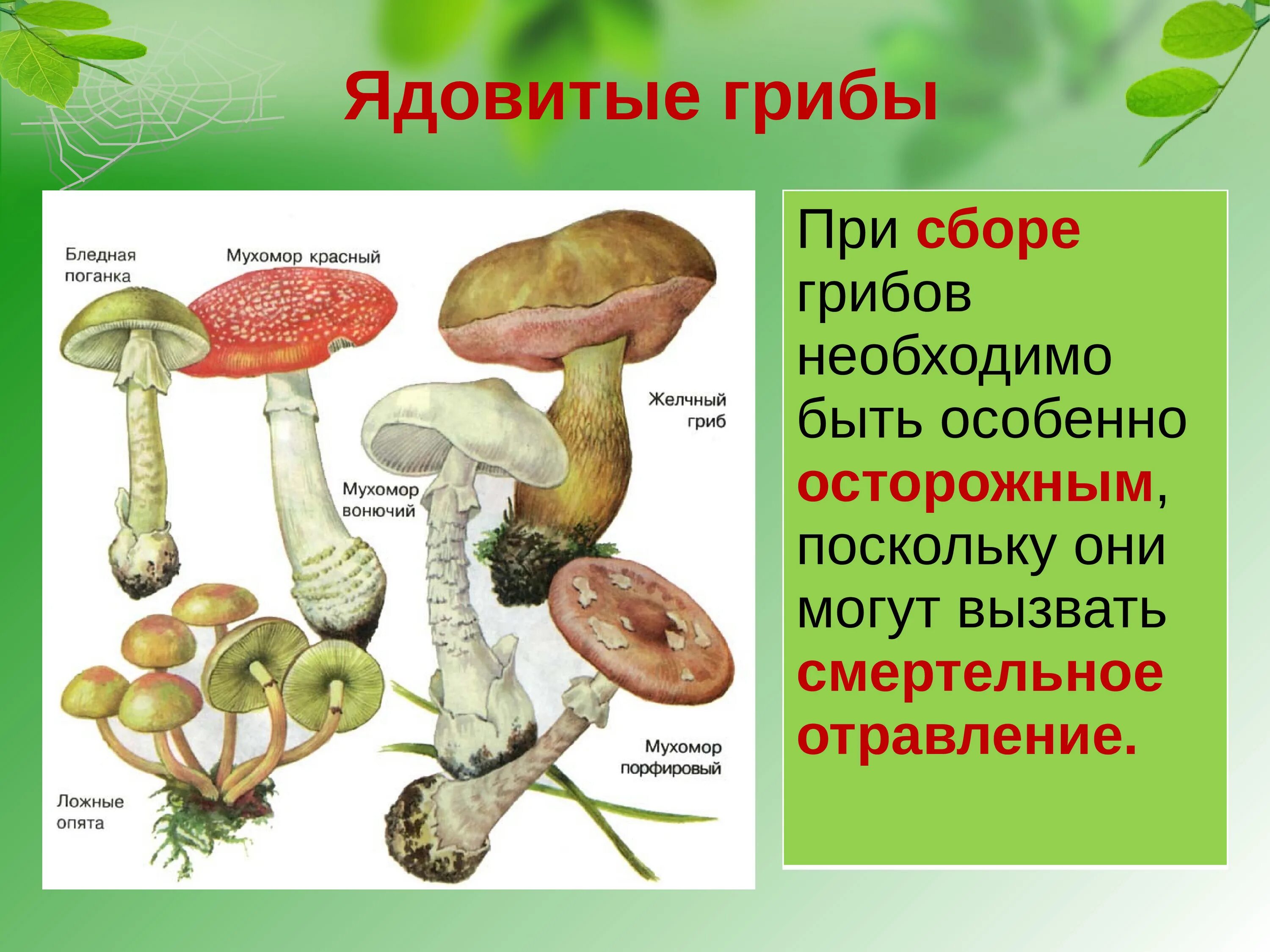 Какие есть опасные грибы