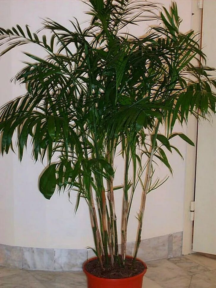 Листья похожие на пальму. Хамедорея Неанта. Драцена хамедорея. Цветок Пальма хамедорея. Хамедорея Зейфрица.
