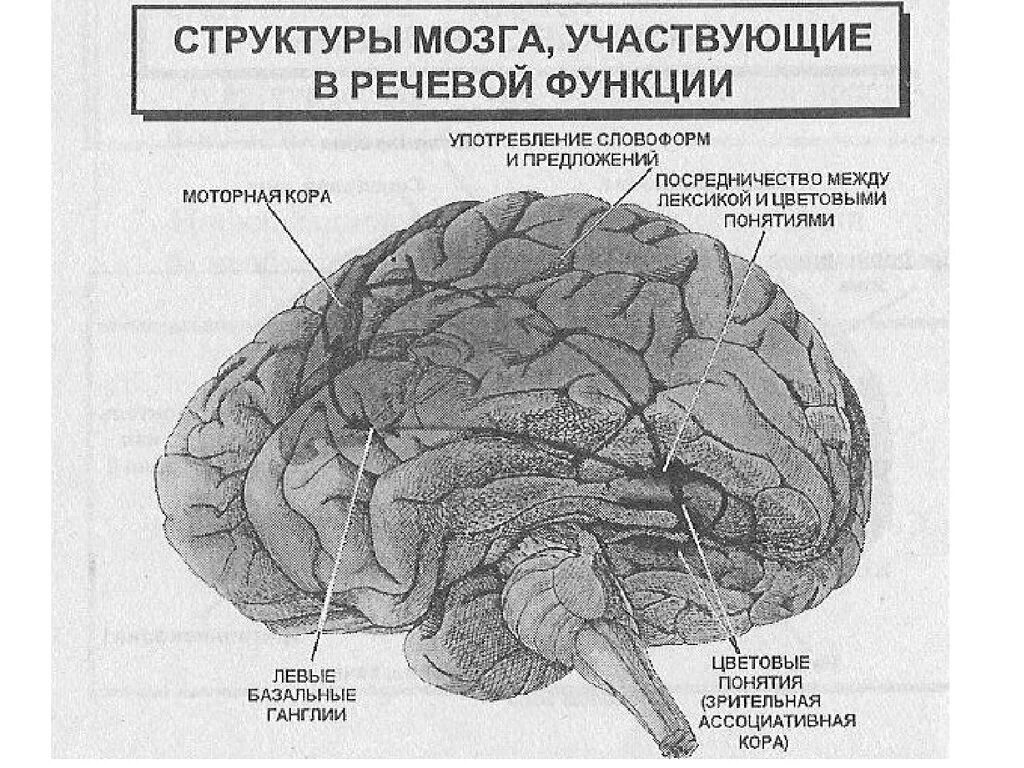 Высшая нервная деятельность строение. Физиологические основы ВНД. Структуры мозга участвующие в речевой функции. Высшая нервная деятельность мозг. Высшая нервная деятельность человека основа