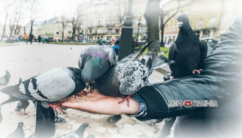 Голубь на голове примета. Голова голубя. Голубь в руках. Птица накакала. Голубь нагадил на голову.