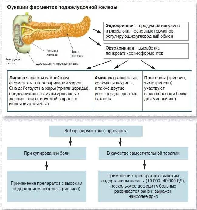 Ферменты поджелудочной железы поступают в. Схема лечения поджелудочной железы. Ферментных препаратов для лечения заболеваний поджелудочной железы. Панкреатит ферменты поджелудочной железы. Ферменты при панкреатите.