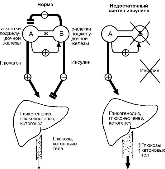 Недостаток синтеза инсулина. Механизм действия инсулина схема. Схема синтеза инсулина. Синтез гормона инсулина. Инсулин схема.
