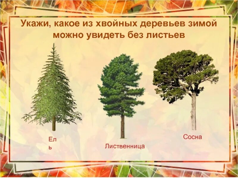 Лиственные и хвойные деревья. Листья хвойных деревьев. Дерево из еловых. Хвойные и лиственные деревья зимой.