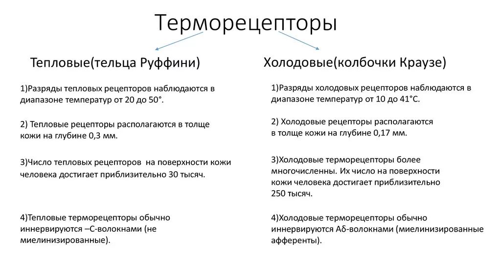 Механизм возбуждения терморецепторов кожи. Терморецепторы их виды и функции. Виды терморецепторов физиология. Характеристика тепловых терморецепторов кожи. Функция холодовых рецепторов кожи