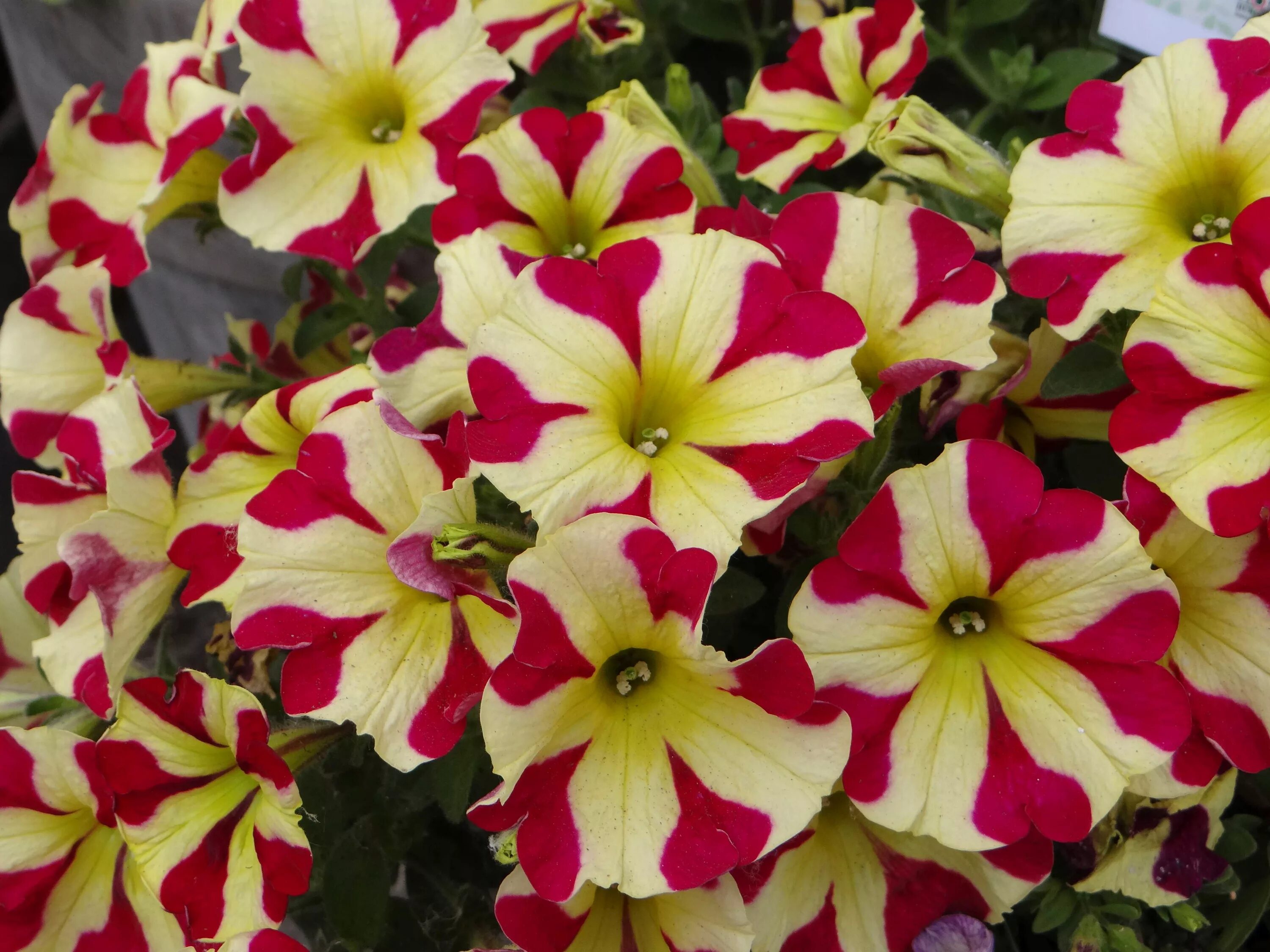 Петуния циркус скай. Петуния многоцветковая сноуболл. Петуния sweetunia white. Петуния супербиссима. Петуния сорта название.