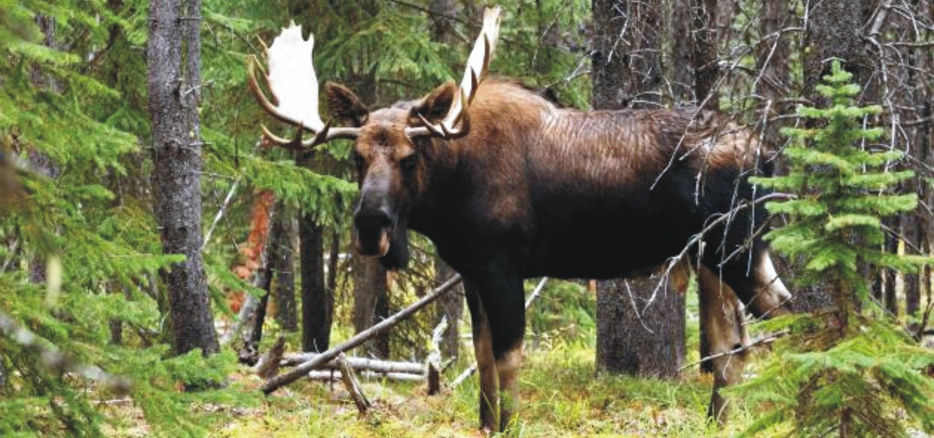 стадо лосей. беловежская пуща лось. двухсот лосей. сумароковская лосеферма кострома зимой. лось в самарской области.