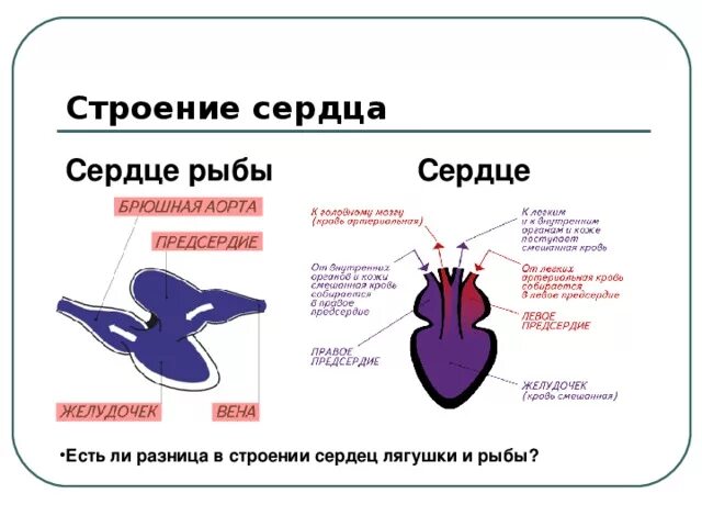 Сердце рыб состоит из камер. Строение сердца лягушки. Строение сердца костных рыб. Схема строения сердца рыб. Сердце рыбы.