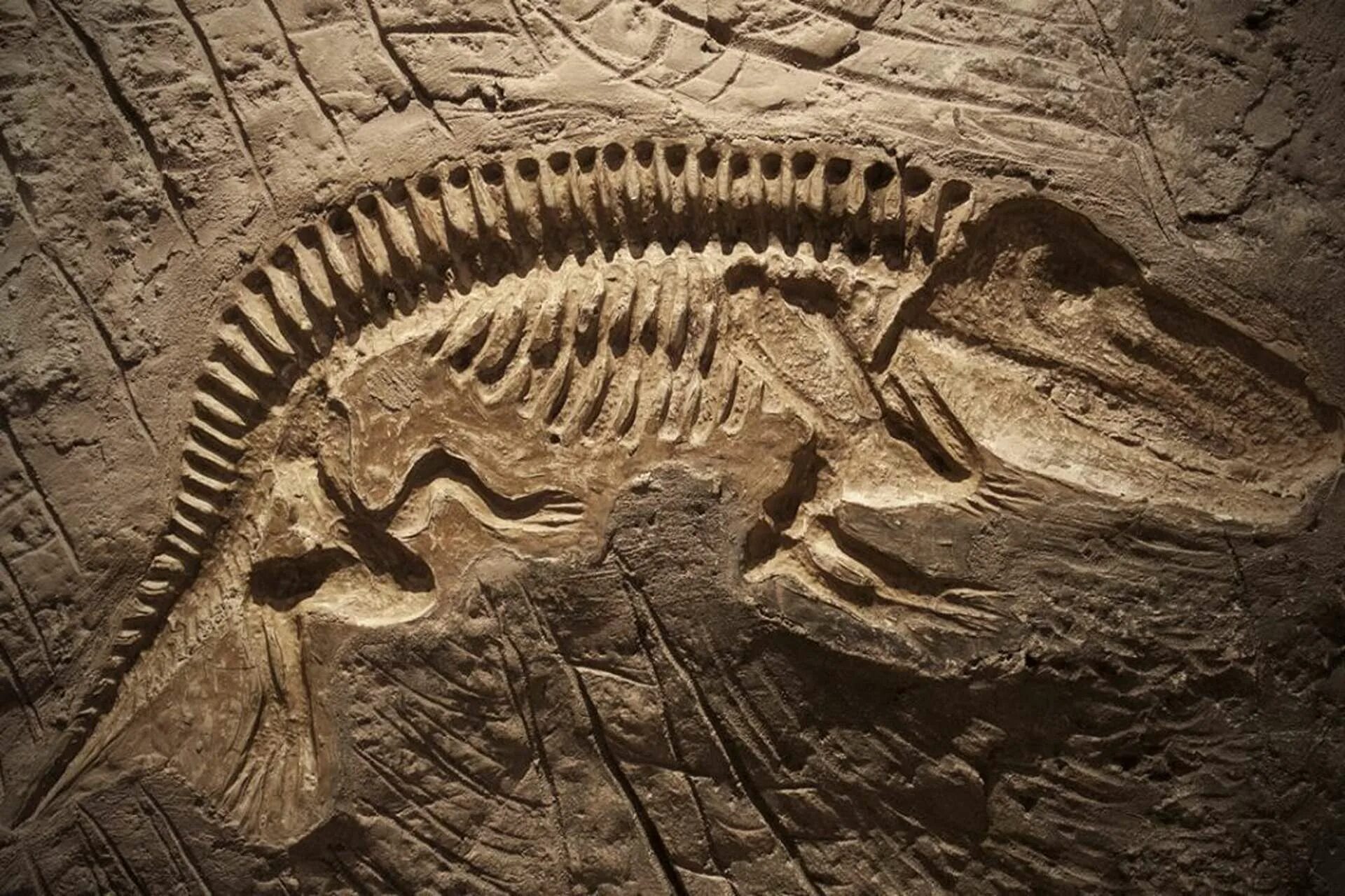 Палеонтология наука о древних обитателях земли. Fossil окаменелости. Стегозавр окаменелости. Окаменелости динозавров. Ископаемые останки динозавров.