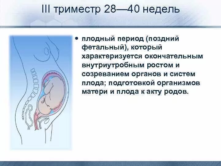 Как проходят триместры. Развитие плода на третьем триместре. 2 Триместр беременности эмбрион. Триместры беременности. 2-3 Триместр беременности.