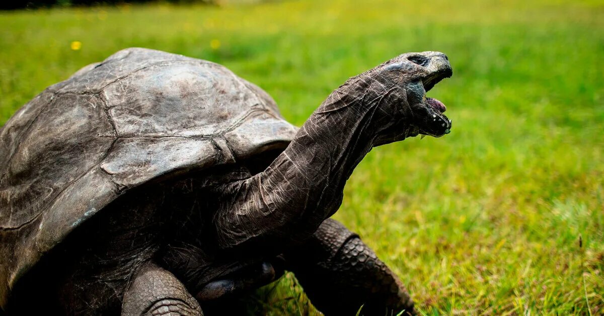 Old turtle