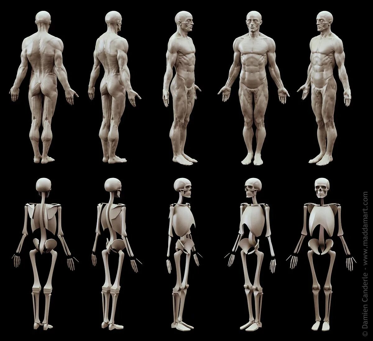 3д моделирование в zbrush. Экорше микеланджело. Hoana анатомия. Анатомия референс. Скотт робинсон анатомия для скульпторов.