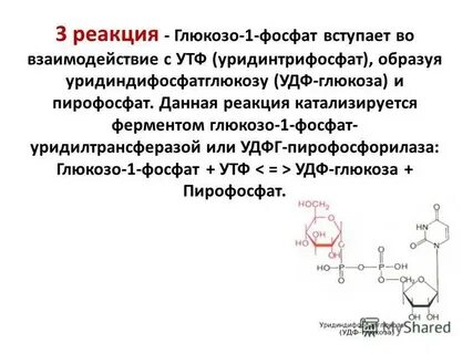 Глюкоза ферменты реакция