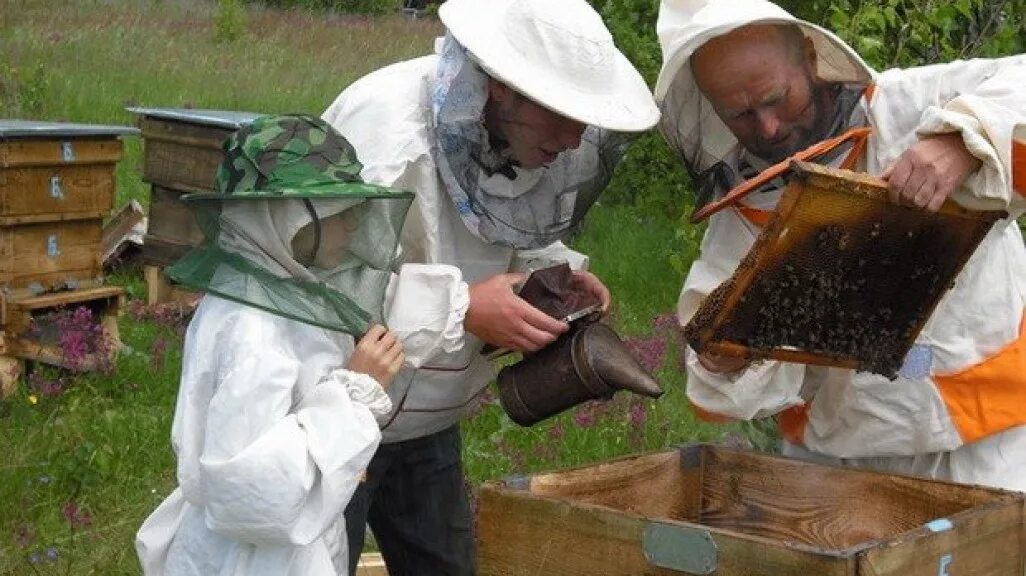 Что делает пчеловод. Пчеловодное хозяйство "Пасечник Шишкин". Пасечник пчеловод. Пчеловод на пасеке. Пасека в детском саду.