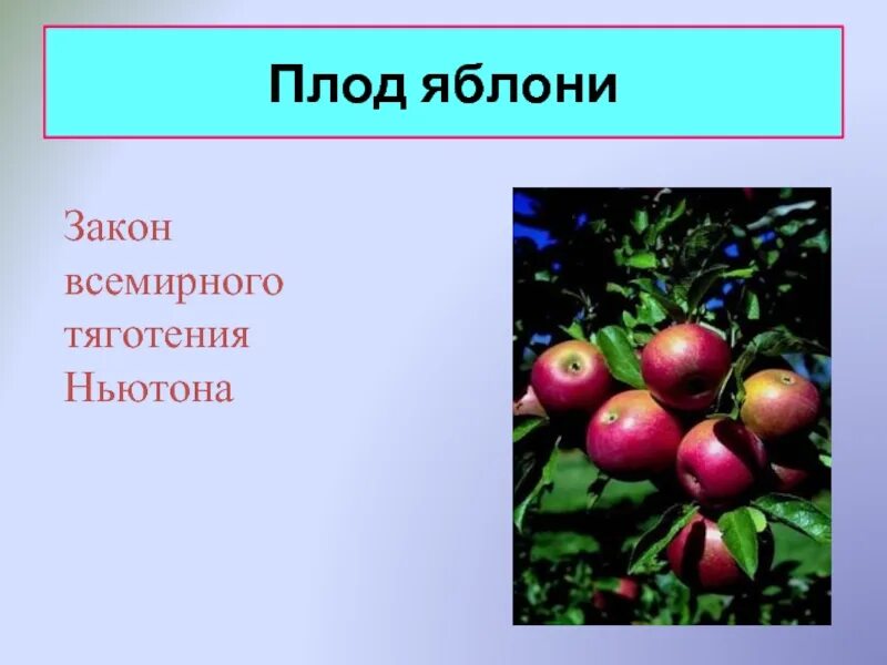 Яблоня распространение. Яблоко плод яблони. Тип плода яблони. Распространение плодов яблони. Японская яблоня плоды.