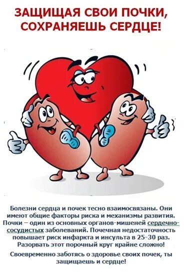 Почки рисунок. Всемирный день почки. Почки это сердце. Сердечно сосудистая система. Почки это сердце.