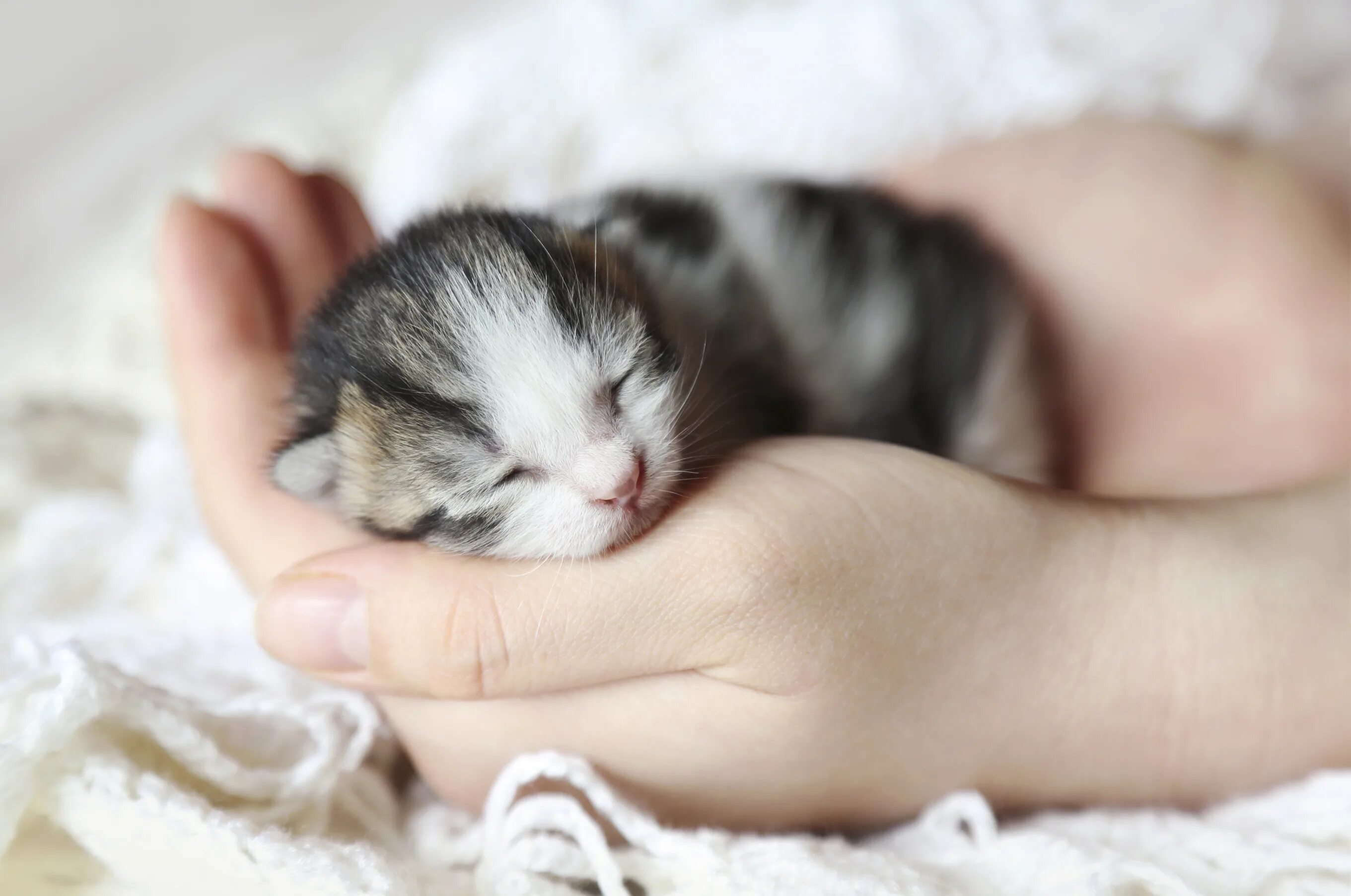 К чему снятся котята маленькие красивые. Маленький котенок. Новорожденные котята. Новорожденный котенок.