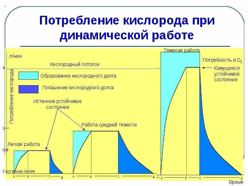 График кислородного долга. Кислородный долг физиология. Погашение кислородного долга. Кислородный долг при физических нагрузках.