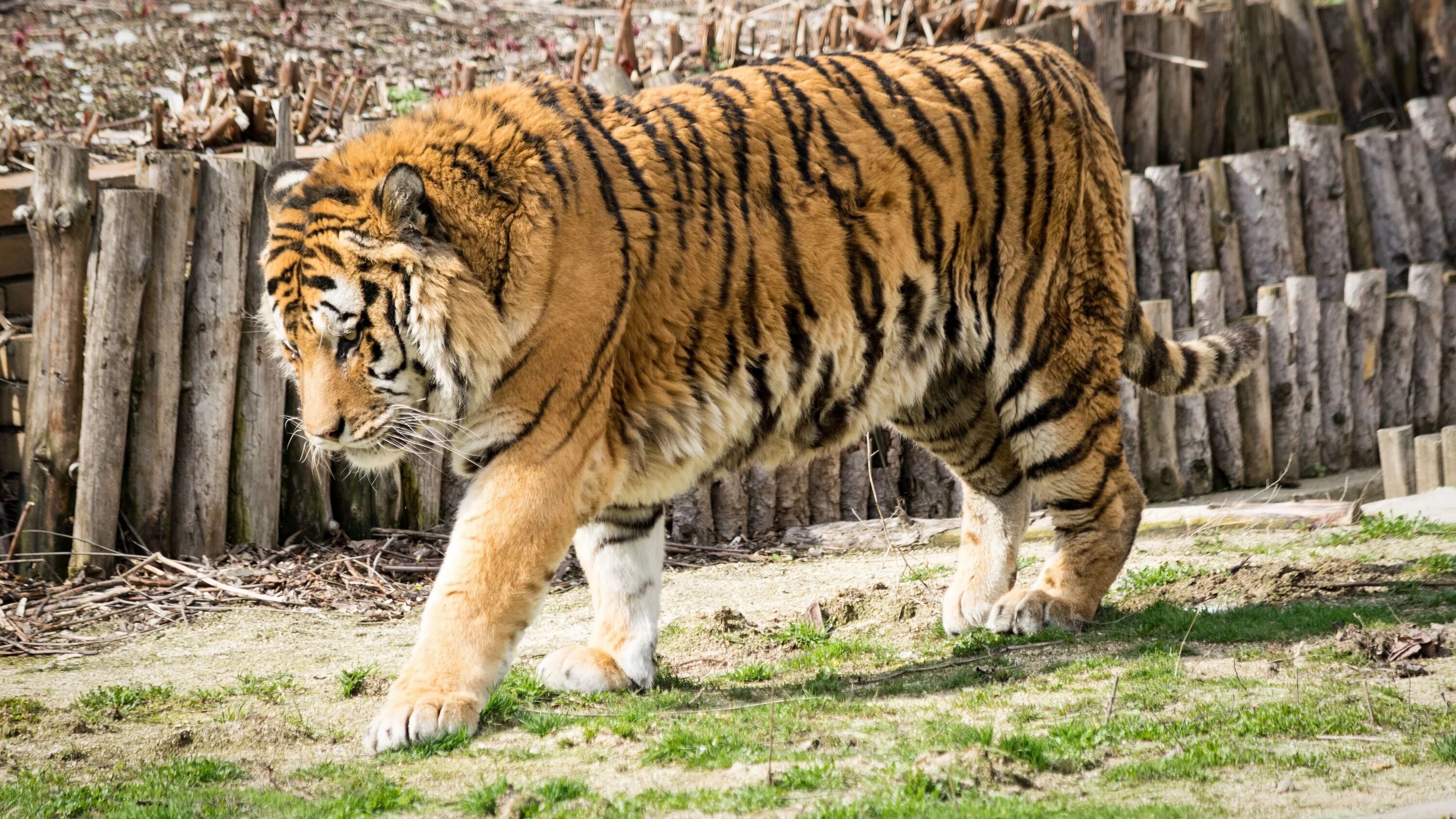 Какой тигр сильнее. Амурский тигр. Капский тигр. Уссурийский тигр. Самый большой Амурский тигр.