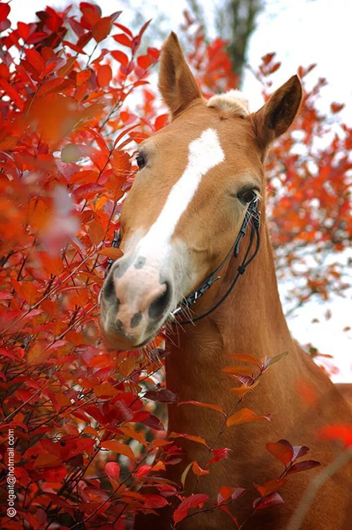 Добрая лошадка. Красивые лошади. Осенняя лошадь. Рыжая лошадь. Лошади осенью.