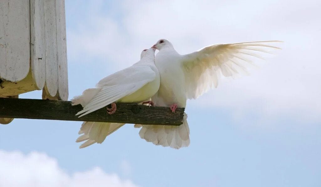 Две голубки. Два голубя на карнизе. Два белых голубя на крыше дома. Приметы голуби милуются. Примета 2 голубя
