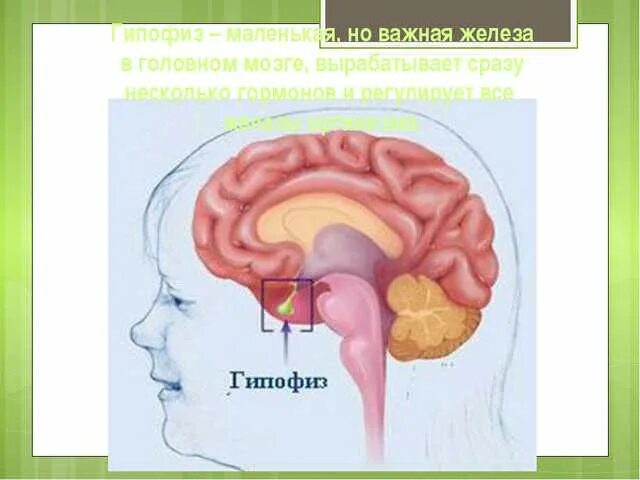 Гипофиз. Где находится гипофиз. Гипофиз картинка. Гипофиз у детей.