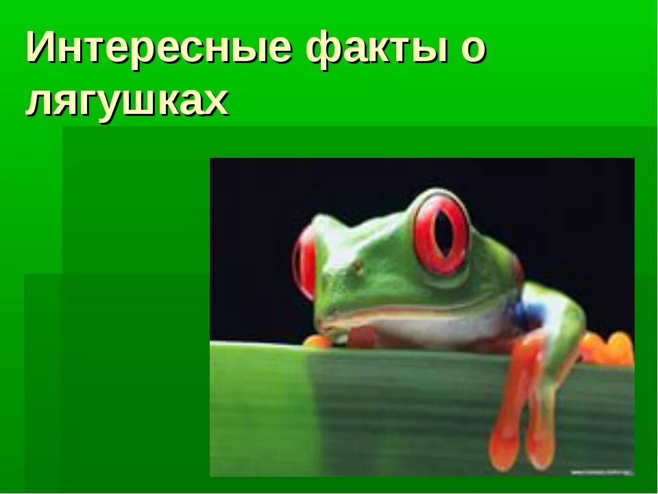 Интересные факты о лягушках. Факты о лягушках. интересные лягушки. самые интересные факты о лягушках. забавные факты о лягушках.