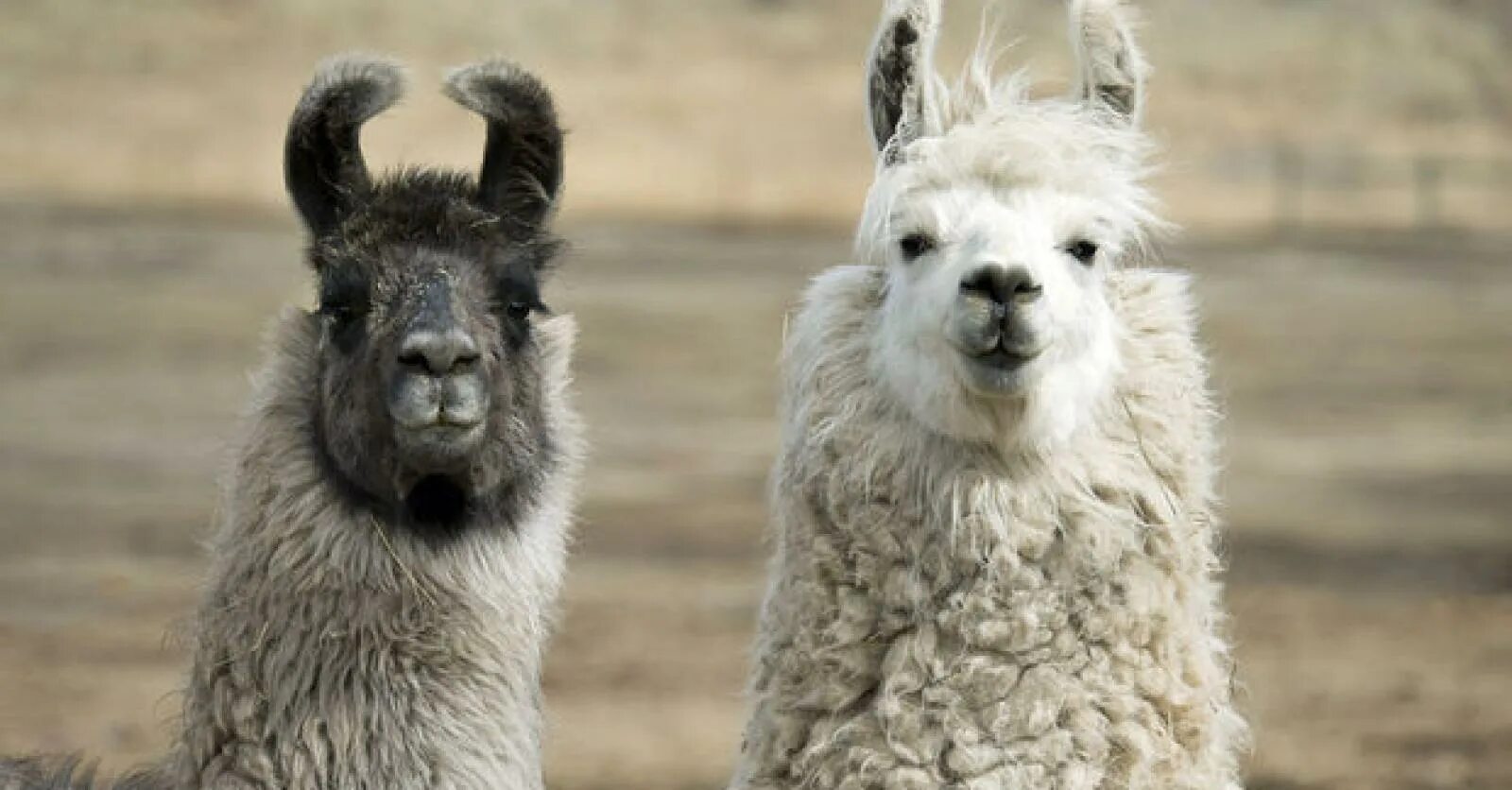 Лама альпака гуанако викунья. Лысая лама. Лама животное. Как стать ламой. Карликовая лама альпака.