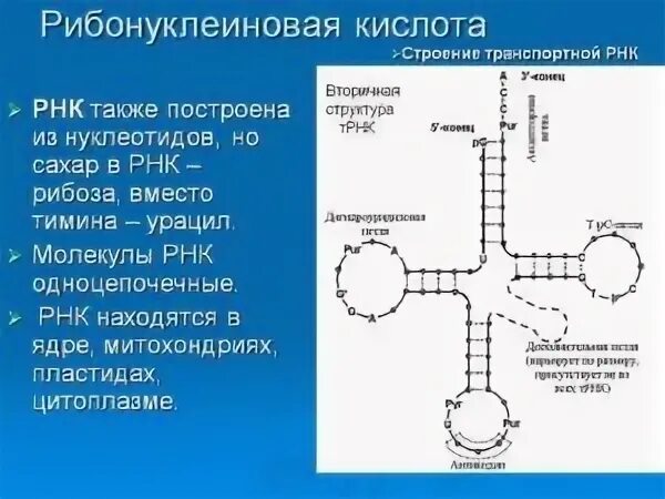 Синтез рибонуклеиновой кислоты