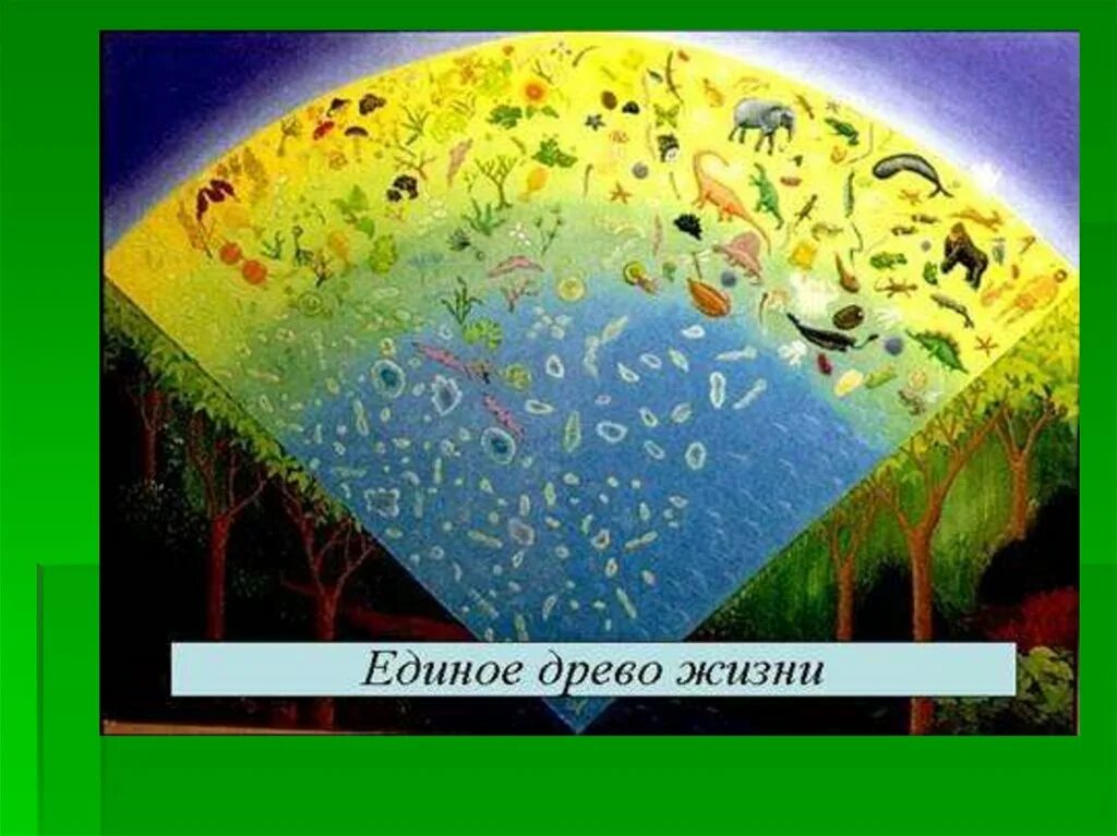 Жизнь на земле зародилась. Эволюция живых организмов. Единое Древо жизни биология. Эволюция всего живого.