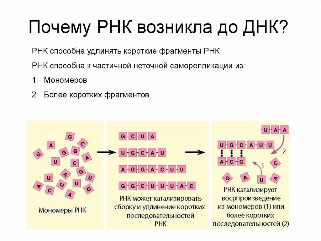 РНК зачем. Фрагмент РНК. ДНК И РНК. Фрагмент ДНК И РНК.